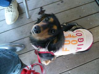 チャッピー ３７０