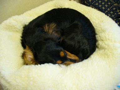 チャッピー ５６