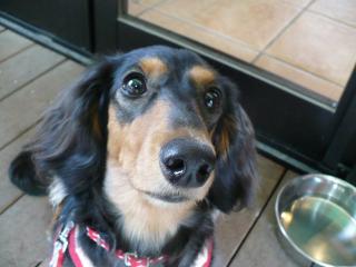 チャッピー ３７１