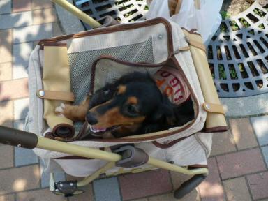 チャッピー ３７２