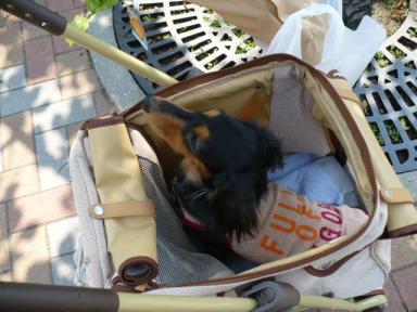 チャッピー ３７３