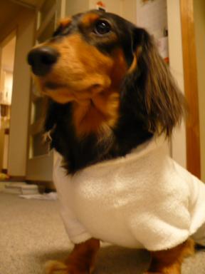 チャッピー ３８８