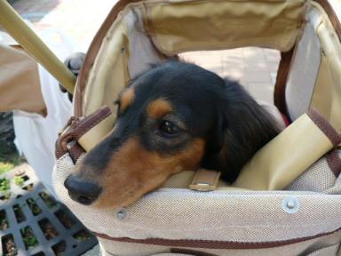 チャッピー ３７４