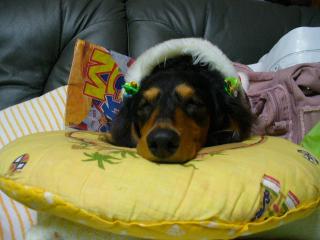 チャッピー ２０８