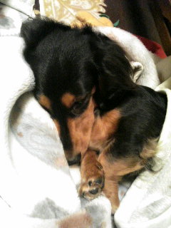 チャッピー ２２６