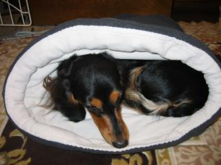 チャッピー １８０