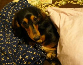 チャッピー ４７