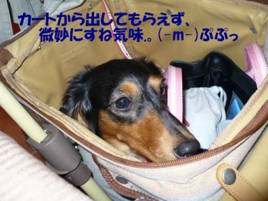 コピー ～ P1000282.JPG