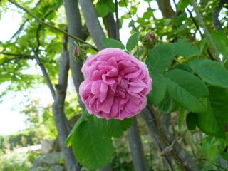 シーズンズ １１