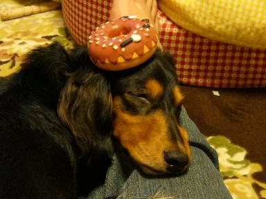 チャッピー ３４４