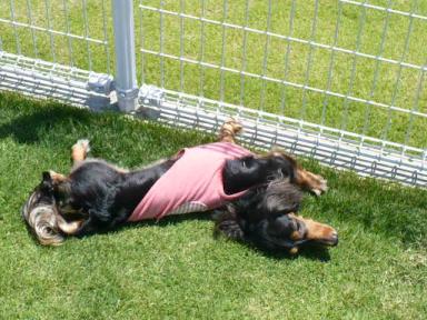 チャッピー ３８９