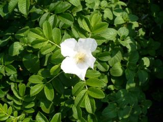 シーズンズ １２