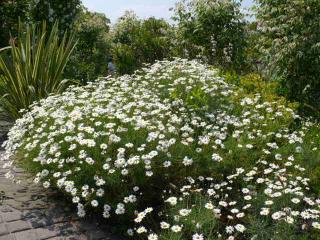 シーズンズ １３