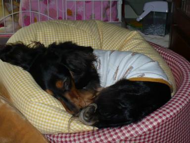 チャッピー ３４１