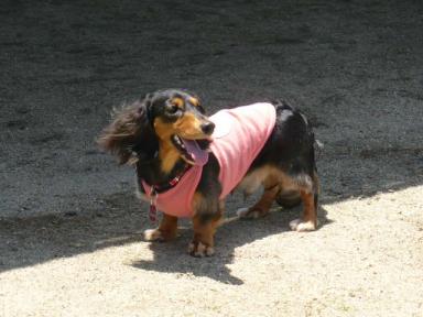 チャッピー ３９０