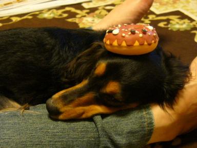 チャッピー ３４５