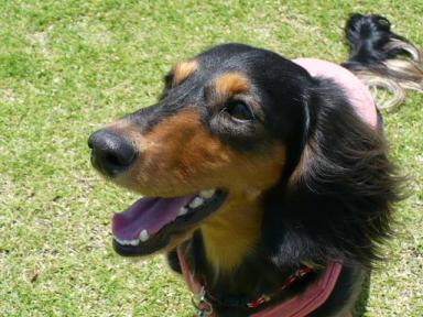 チャッピー ３９１