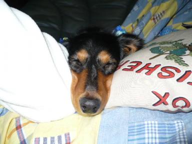 チャッピー ２９０