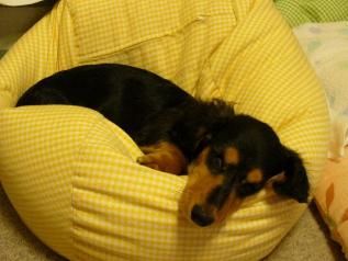 チャッピー ２９