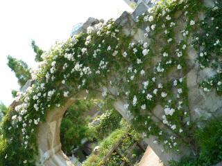 シーズンズ １５