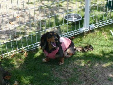 チャッピー ３９２