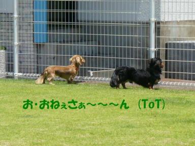 れもん＆チョコちゃん