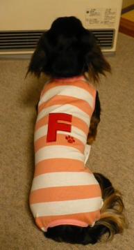 チャッピー ３２０ （ボーダーつなぎ・後）