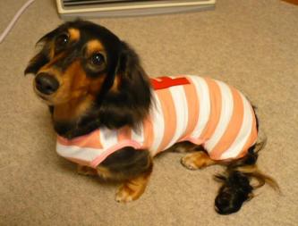 チャッピー ３２１ （ボーダーつなぎ）