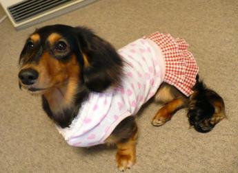 チャッピー ３２２ （さくらんぼワンピ）