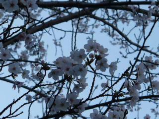 桜 １ （'０７．４．３）