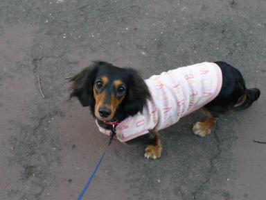 チャッピー ３１２