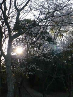 桜 ２ （'０７．４．３）