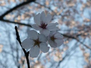 桜 ３ （'０７．４．３）