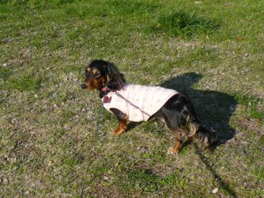 チャッピー ３１３