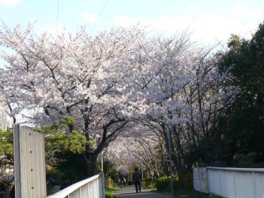 桜 ４ （'０７．４．３）