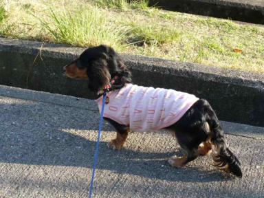 チャッピー ３１４