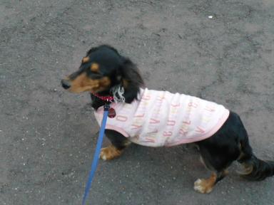 チャッピー ３１１