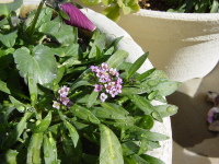 アリッサム0111-2