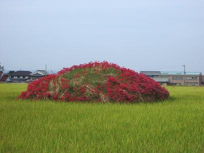 謎の土まんじゅう 奄太郎が語る 仕事と遊びと諸国行脚 楽天ブログ