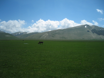 これは馬。。。