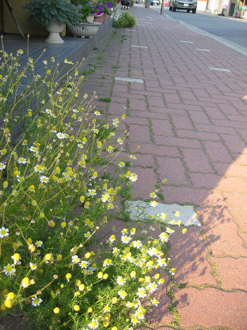 見落としがちな道端のお花。。。