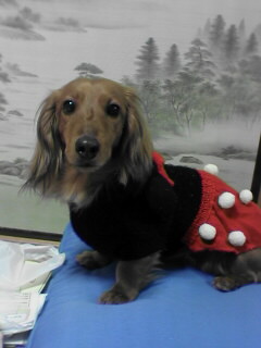 モデル疲れたでしゅワン