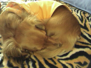 お尻に顔をつけて～