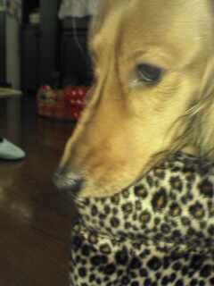 じっと見ています