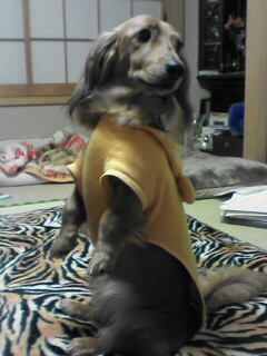 何でタッチしているの？