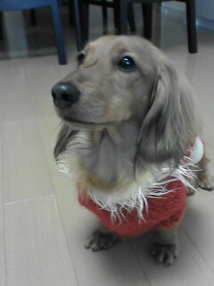 りんごちゃんのお家に遊びに行きましたぁ