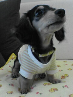 りんごちゃん～