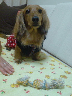 りんちゃんのお家で