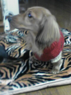 おねえシャンのラブ