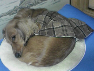 円座にすっぽり